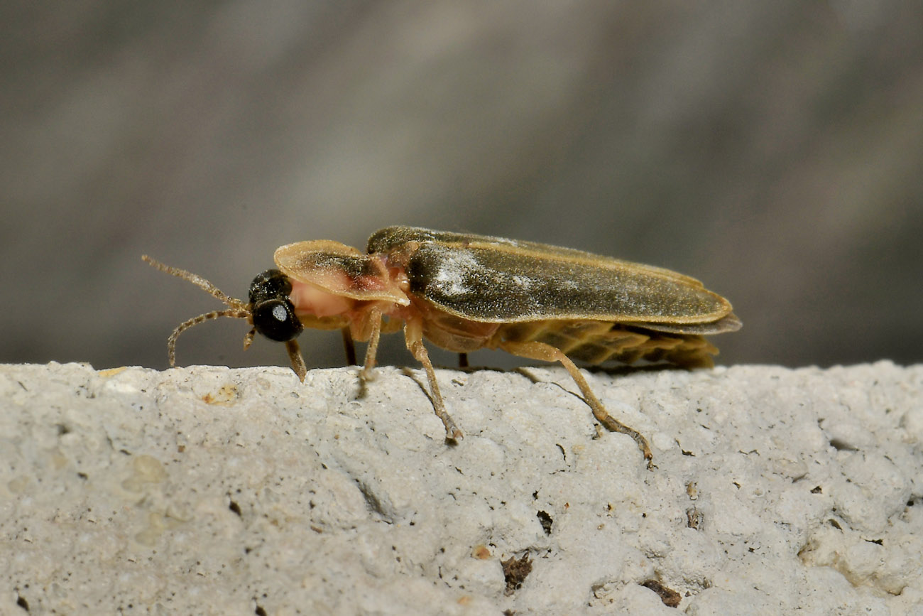 Lampyridae: Lampyris fuscata